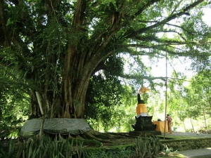 Старое дерево на острове Бали