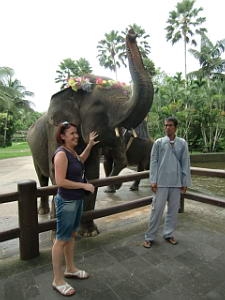 Туристы общаются со слоном на Бали