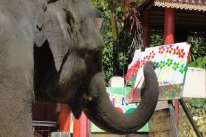 Слоны и обезьяны - улыбки Таиланда